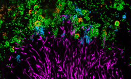 species/MarkWelch2016_Fig4B_256_ForCoryne_Porph_Strep_Aggr.png